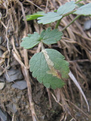 Symphyoloma graveolens