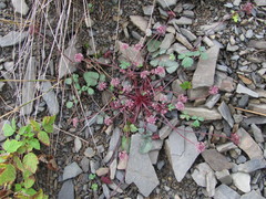 Symphyoloma graveolens