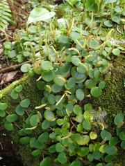 Peperomia serpens