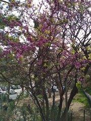 Cercis siliquastrum