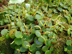 Peperomia serpens