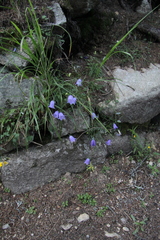 Campanula cochleariifolia