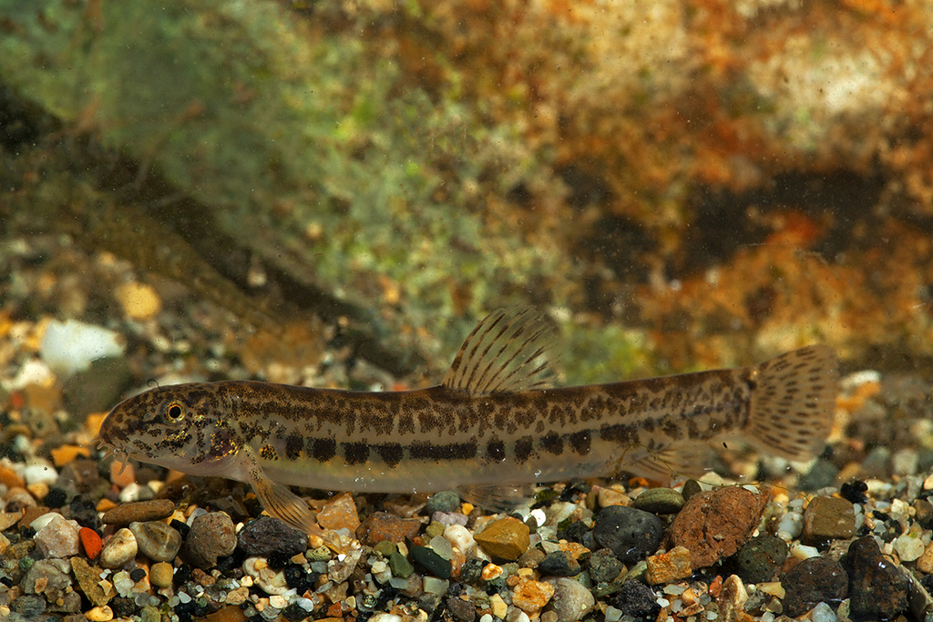 Volturno Spined Loach
