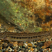 Volturno Spined Loach - Photo (c) Riccardo Novaga, some rights reserved (CC BY-NC)
