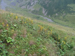 Ligularia subsagittata
