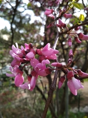Cercis siliquastrum
