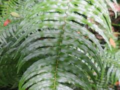 Blechnum attenuatum