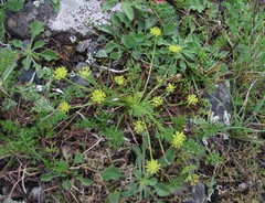 Chamaesciadium acaule