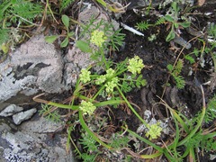 Chamaesciadium acaule