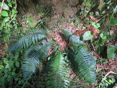 Blechnum attenuatum