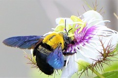 Xylocopa minor