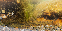 Volturno Spined Loach photo 3