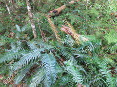 Blechnum attenuatum