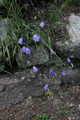 Campanula cochleariifolia