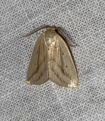 Amolita obliqua