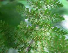 Cheilanthes bergiana