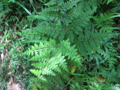 Cheilanthes bergiana