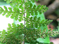 Cheilanthes bergiana