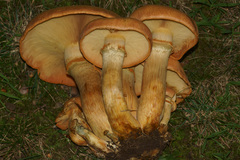 Gymnopilus validipes