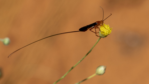 Kalahari Beesbossie (Nolletia annetjieae)