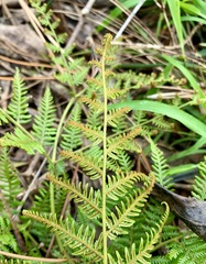 Pteridium esculentum esculentum