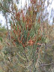 Allocasuarina monilifera