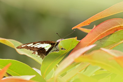 Graphium cloanthus