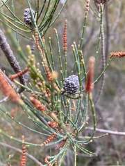 Allocasuarina monilifera
