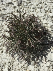 Lepidium meyeri