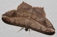 Chiasmia simplicilinea