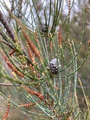 Allocasuarina monilifera