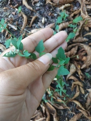 Chenopodium opulifolium