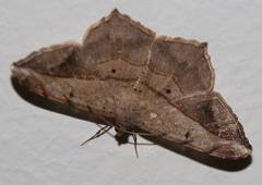 Chiasmia simplicilinea