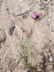 Dianthus membranaceus
