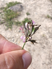 Dianthus membranaceus