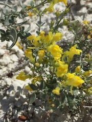 Linaria cretacea
