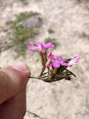 Dianthus membranaceus