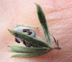 Indigofera rhodantha