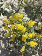 Linaria cretacea