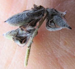 Indigofera rhodantha