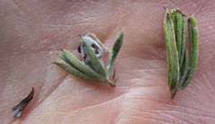 Indigofera rhodantha