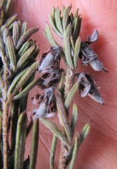 Indigofera rhodantha