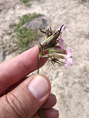 Dianthus membranaceus