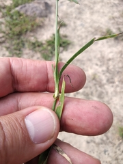 Dianthus membranaceus