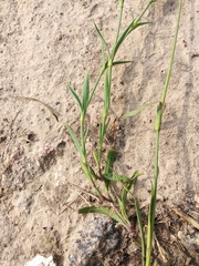Dianthus membranaceus