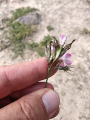 Dianthus membranaceus