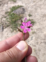 Dianthus membranaceus