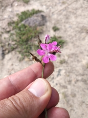Dianthus membranaceus