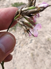 Dianthus membranaceus
