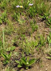 Afroaster serrulatus